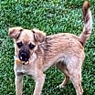 Thumbnail photo of Bambi #3