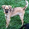 Thumbnail photo of Bambi #4