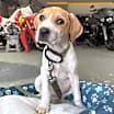 Thumbnail photo of CeCe #1