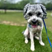 Thumbnail photo of Blue #1