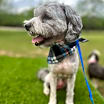 Thumbnail photo of Blue #2