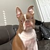 Thumbnail photo of Milo #1
