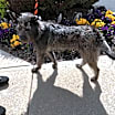Thumbnail photo of Taffy #1