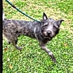 Thumbnail photo of Taffy #2