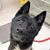 Thumbnail photo of Oreo #3
