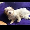 Thumbnail photo of Alfie #1