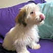 Thumbnail photo of Alfie #3