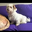 Thumbnail photo of Alfie #4