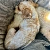 Thumbnail photo of Nelly #3