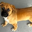 Thumbnail photo of Simba #1