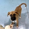 Thumbnail photo of Simba #3