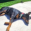 Thumbnail photo of Luna #1