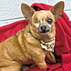 Thumbnail photo of Buck #1