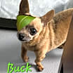 Thumbnail photo of Buck #2