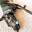 Thumbnail photo of Lou Lou #1