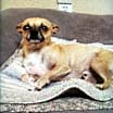 Thumbnail photo of Louie #2