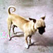 Thumbnail photo of Louie #3