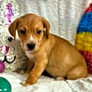 Thumbnail photo of Winnie the Pooh #1