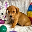 Thumbnail photo of Winnie the Pooh #2