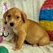 Thumbnail photo of Winnie the Pooh #3