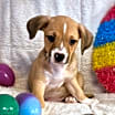 Thumbnail photo of Tigger #2