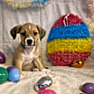 Thumbnail photo of Tigger #3