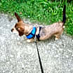 Thumbnail photo of Burke #2