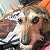Thumbnail photo of Burke #3