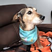 Thumbnail photo of Burke #4