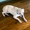Thumbnail photo of Bree #2