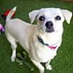 Thumbnail photo of Tootsie #2