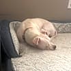 Thumbnail photo of Pearl #4
