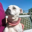 Thumbnail photo of Jericho #4