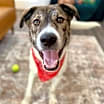Thumbnail photo of Camo the Cutie #1
