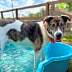 Thumbnail photo of Camo the Cutie #3