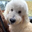 Thumbnail photo of GuiNiu #1