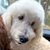Thumbnail photo of GuiNiu #4