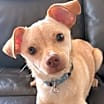 Thumbnail photo of Loki #1
