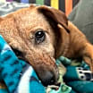 Thumbnail photo of Ruby - In Foster #1