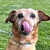 Thumbnail photo of Ruby - In Foster #2