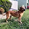 Thumbnail photo of Ruby - In Foster #3
