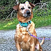 Thumbnail photo of Ruby - In Foster #4