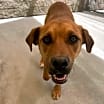 Thumbnail photo of Woody #2