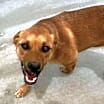 Thumbnail photo of Woody #3
