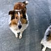 Thumbnail photo of Echo #1