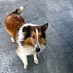 Thumbnail photo of Echo #2