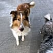 Thumbnail photo of Echo #4