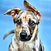 Thumbnail photo of Iris (puppy) - ECAS #1
