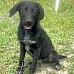 Thumbnail photo of raven #1