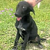Thumbnail photo of raven #2